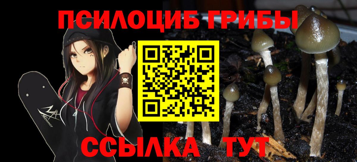 Галлюциногенные грибы Psilocybe Ярославль